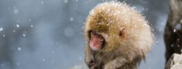 Il mondo nelle foto dello Smithsonian